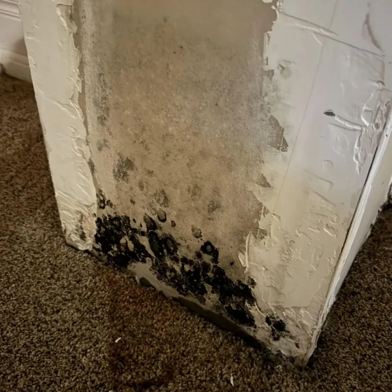 Professional Mold Removal in Gibson County, IN